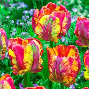 Rainbow Parrot Tulip 5 buc