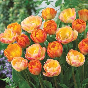 Tangerine Tango Tulip 5 buc