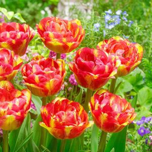 Sundowner Tulip 5 buc