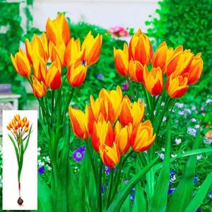 Sunshine Reggae Tulip 5 buc