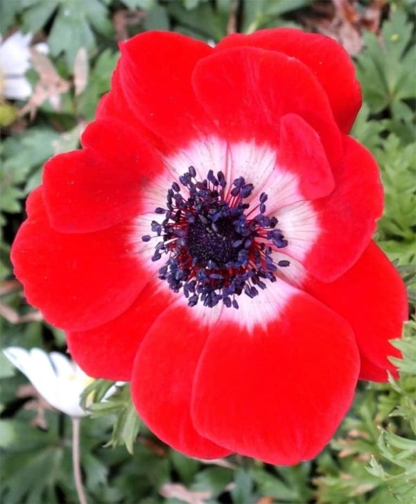 Anemone Giant 10 buc