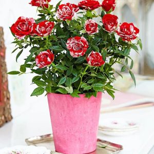 Minirose Abra-cadabra rosu-alb