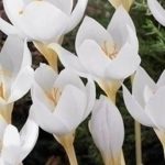 Branduse(Crocus) Albus Speciosus 9 buc