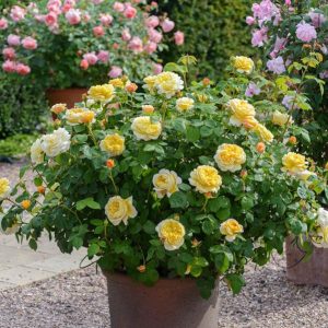 Minirose gold david augustin