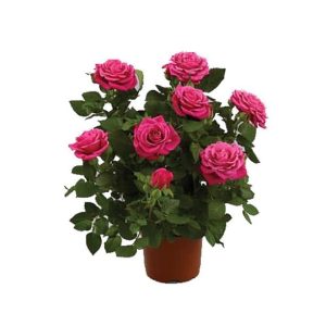 Minirose David augustin