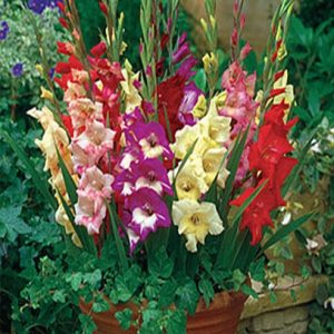 mix gladiole de ghiveci 30 buc