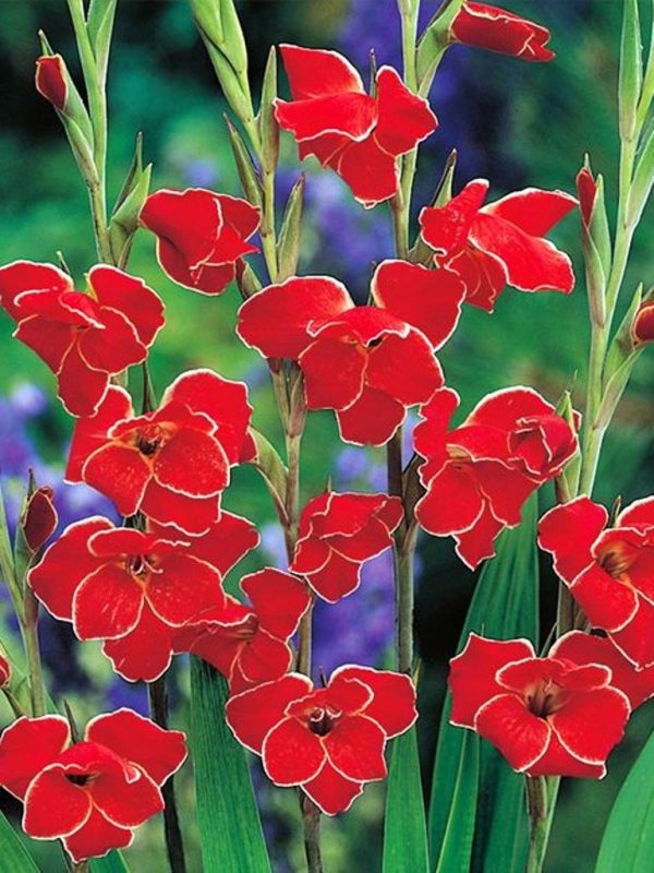 Gladiole Atom 5 buc