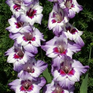 Gladiole Vista 5 buc