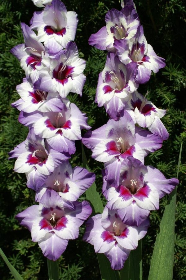 Gladiole Vista 5 buc