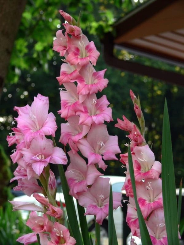 Gladiole Pink 5 buc