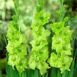 Gladiole Green-Star 5 buc
