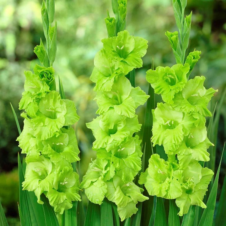 Gladiole Green Star 5 Buc Bulbi Flori