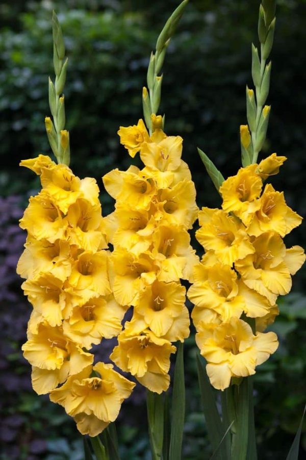 Gladiole Nova-Lux 5 buc