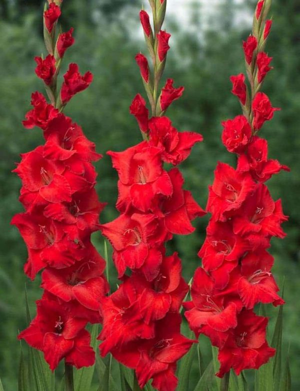 Gladiole Brilliance 5 buc
