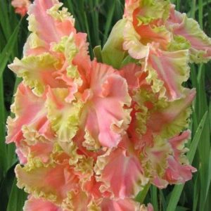 Gladiole Pretty 5 buc