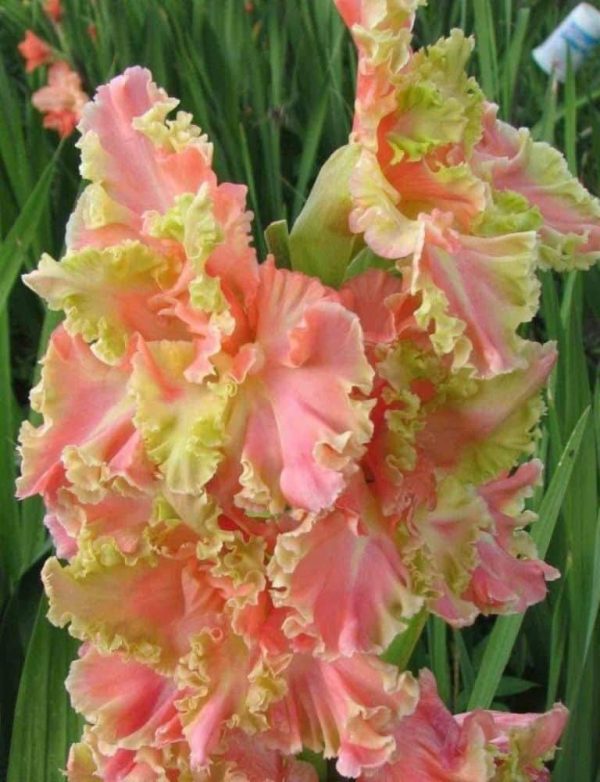 Gladiole Pretty 5 buc