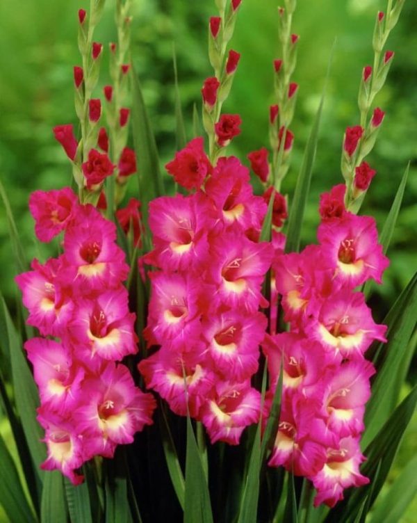 Gladiole Shades-Of-Meaning 5 buc