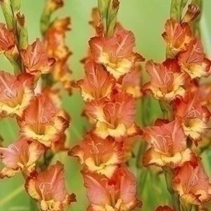 Gladiole Princess Margareth Rose 5 buc