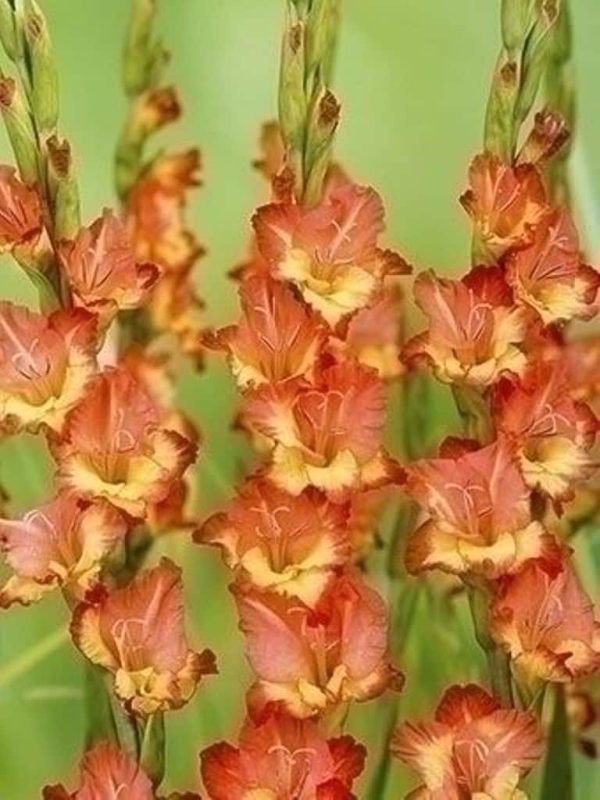 Gladiole Princess Margareth Rose 5 buc