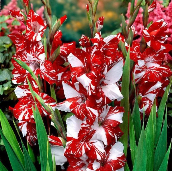 Gladiole Zizane 5 buc