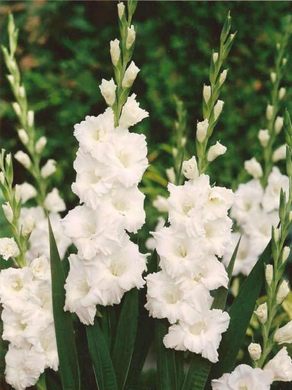 Gladiole White 5 buc