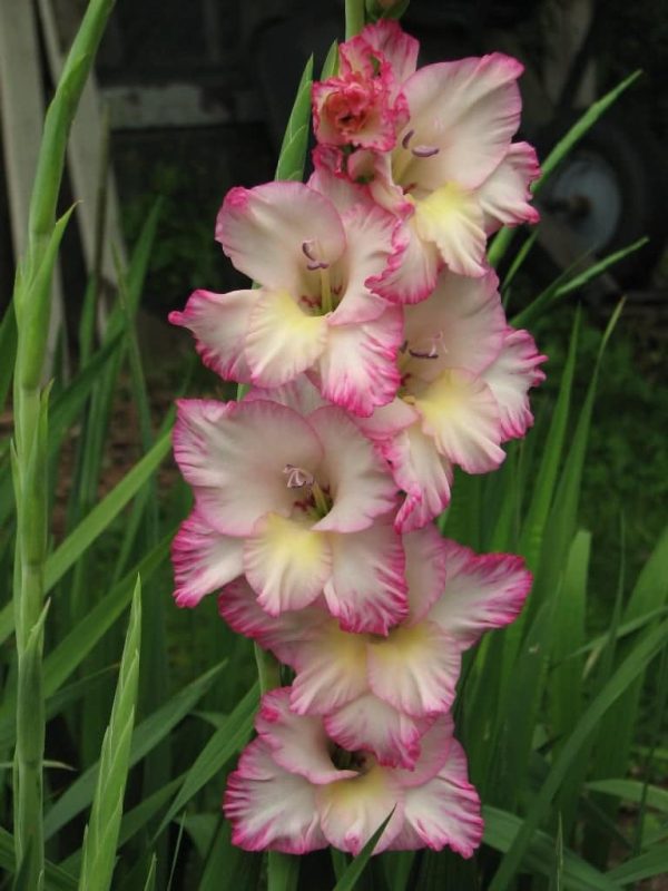Gladiole Priscilla 5 buc