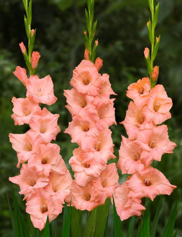 Gladiole Jessica 5 buc