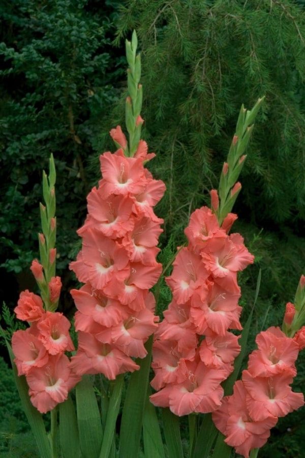 Gladiole Lolita 5 buc