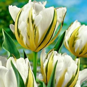 lalele exotic emperor 5 buc