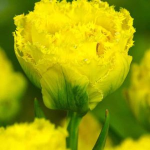 lalele golden gate 5 buc