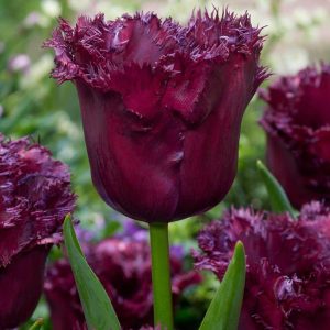 lalele gorilla 5 buc