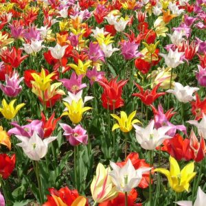 Lalele tip crini mix 100 de bulbi