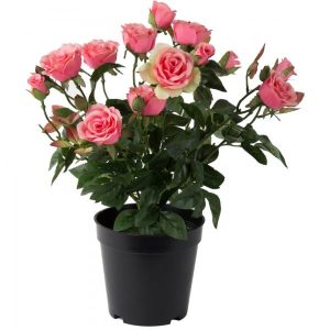 Minirose Mondiale hibrid