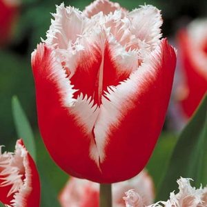 Lalele Canasta 5 buc