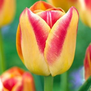 Lalele Candy Corner 5 buc