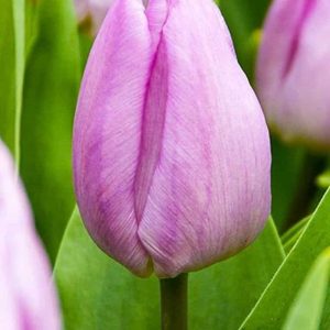 Lalele Candy Prince 5 buc