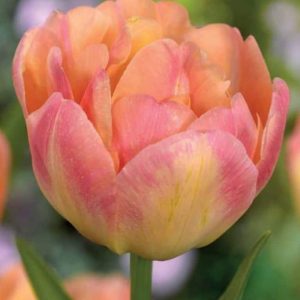 Lalele Creme Upstar 5 buc