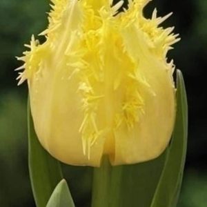 Lalele Crispy Gold 5 buc