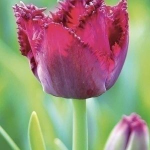 Lalele Curly Sue 5 buc