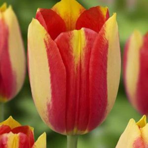 Lalele Dancing Fairy 5 buc