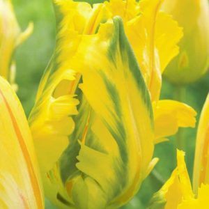 Lalele Eagle Wings 5 buc