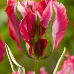 Lalele Esperanto 5 buc