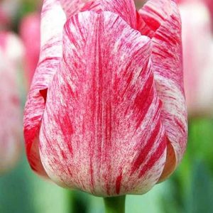 Lalele Hemisphere 5 buc