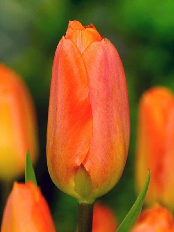 Lalele Orange Breeze 5 buc