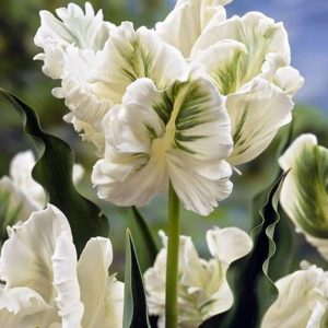 Lalele White Rebel 5 buc