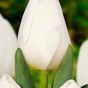 Lalele Antartica 5 buc