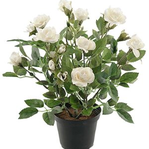 Minirose Boule de Neige