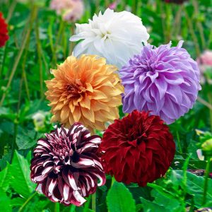 Pachet mixt bulbi dalia 15 buc pe pachet