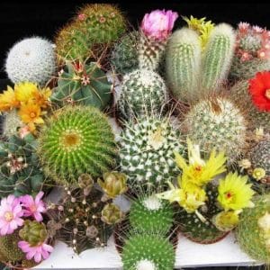 Seminte mix cactus profesionale