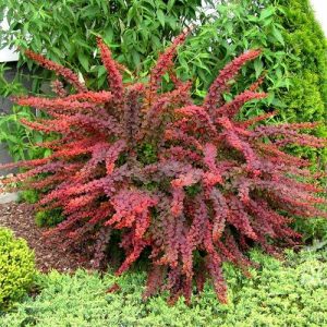 Dracila golden-ring berberis